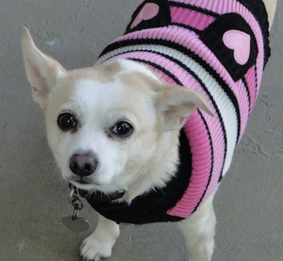 Close up - A tan with white Rat-Cha is wearing a pink,black and white sweater with hearts on it. It is looking up. One of its ears is straight up and the other is folded over and out to the side.